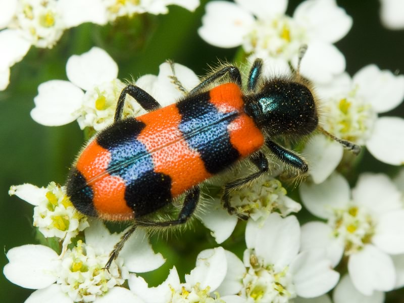 Trichodes apiarius (Linnaeus, 1758)
